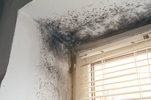 Affordable Black Mold Remediation solutions in Poquoson, VA